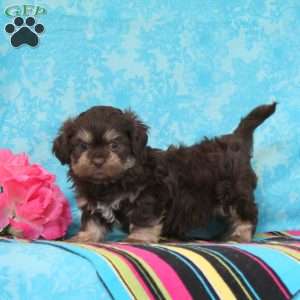 James, Shih-Poo Puppy